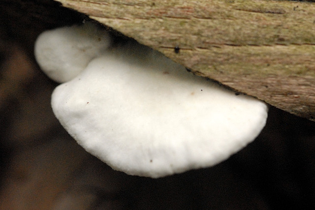 File:Crepidotus spec. - Lindsey 3a.jpg