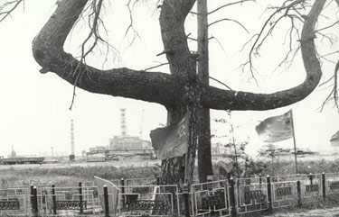 File:Partisan's tree chernobyl.jpg