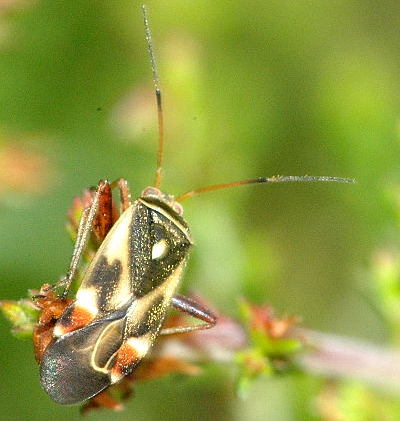 File:Polymerus.unifasciatus (cropped).jpg