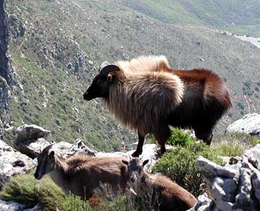 Файл:Tahr Devils Peak 2004.jpg