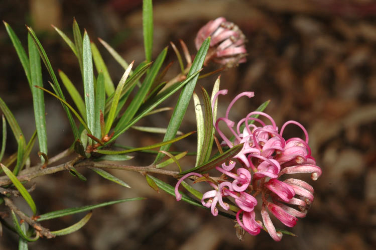 File:Grevillea humilis lucens.jpg