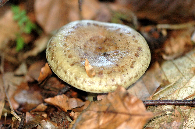 File:Lactarius blennius - Lindsey.jpg