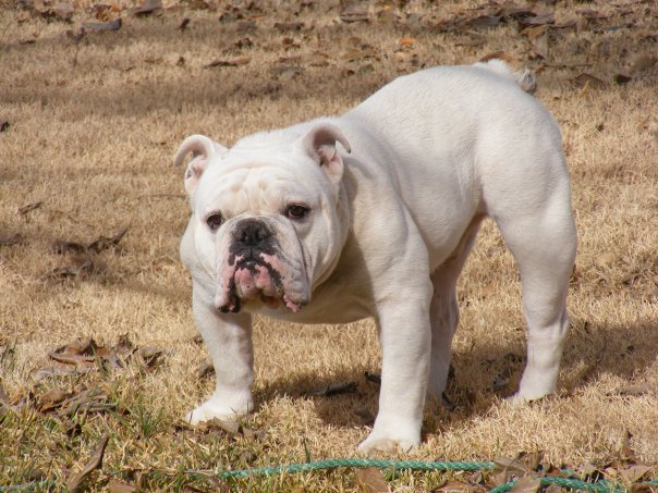 File:Whitebulldog.jpg