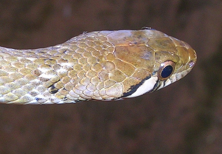 File:Amphiesma beddomei headtop.jpg