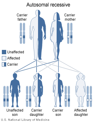 File:Autorecessive.jpg