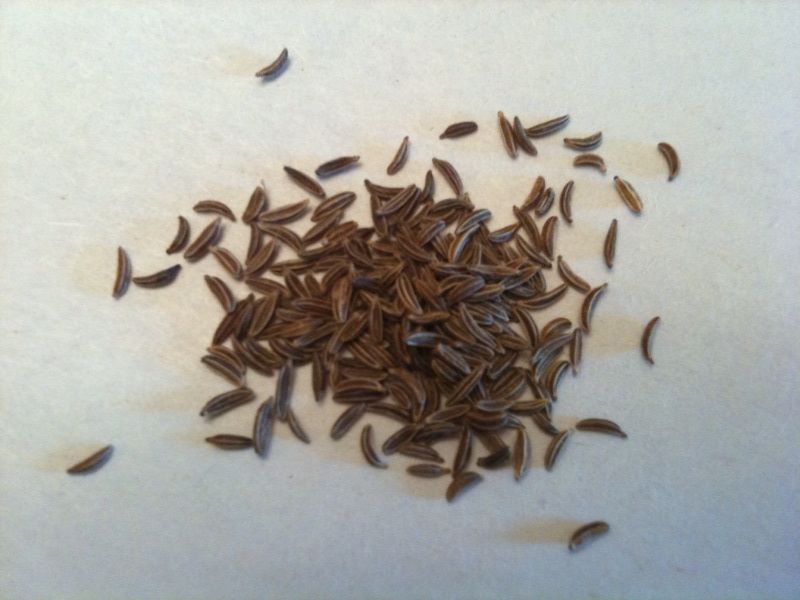 File:Caraway Seed.jpg