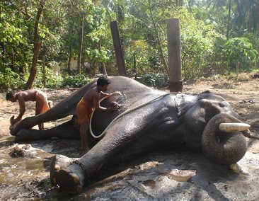 File:Mahout1 crop.jpg