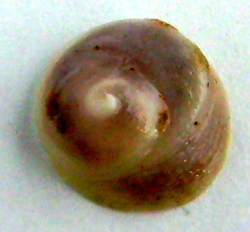 File:Sigapatella novaezelandiae.JPG