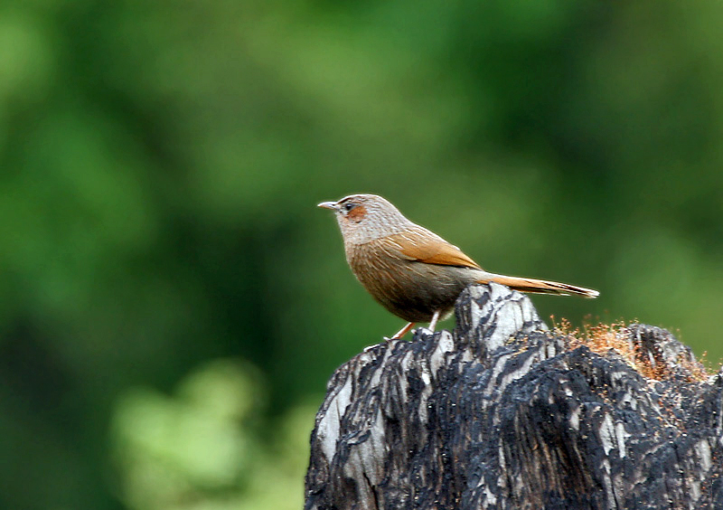 File:Streaked Laughingthrush I IMG 6711.jpg