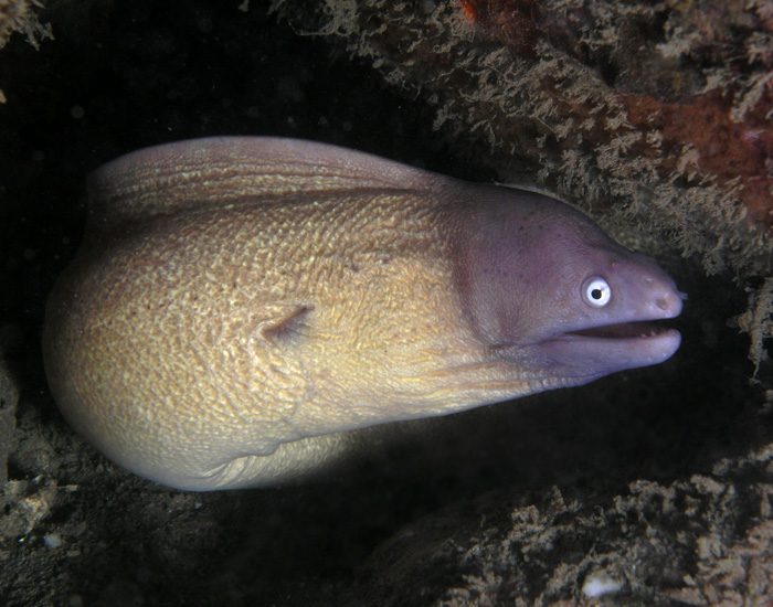 Archivo:White eyed moray eel.jpg