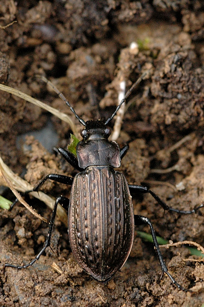 Файл:Carabus.granulatus.jpg