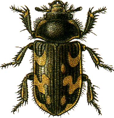 Файл:Heterocerus marginatus Jacobson.png