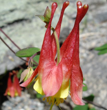 File:Red columbine flower.jpg