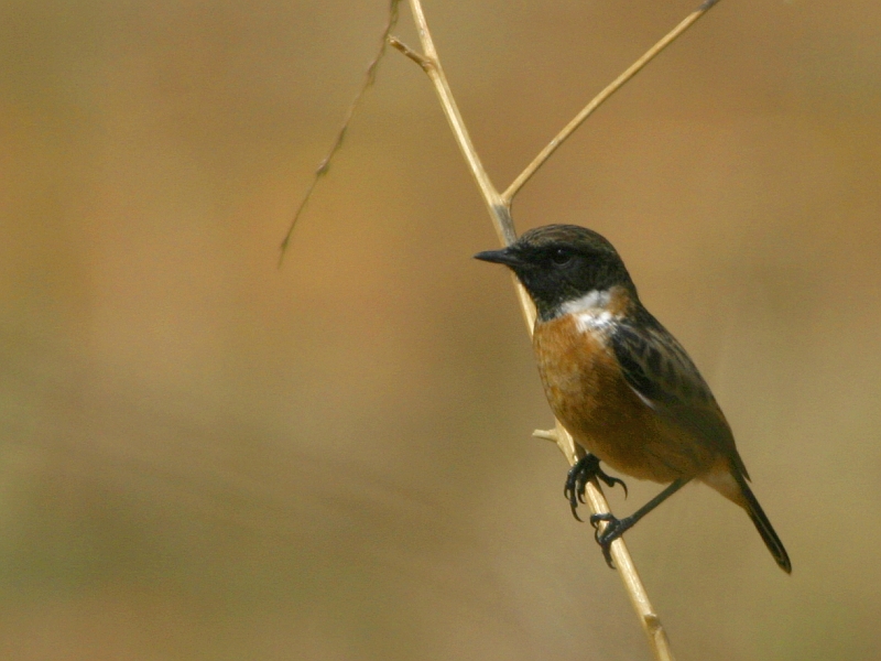 Файл:Cartaxo - Saxicola rubicola, Arrábida, Setúbal, Portugal.jpg