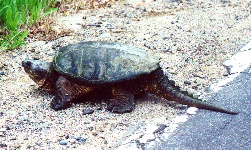 Файл:Common Snapping Turtle 1994.jpg