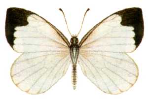 File:Elodina angulipennis (ento-csiro-au).jpg