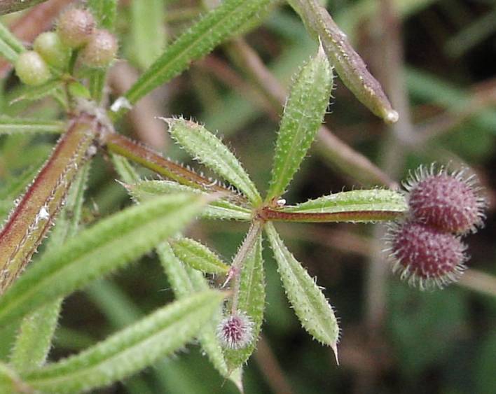 File:Galium.aparine.jpg