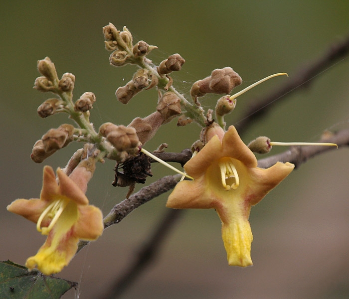 File:Gmelina arborea flower I IMG 3541.jpg