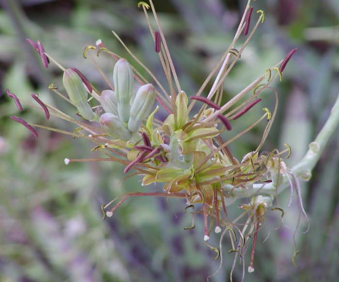 File:Manfreda maculosa flowers.jpg