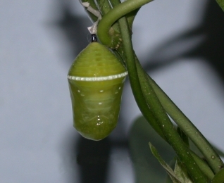 File:Tirumala limniace chrysalis sec.jpg