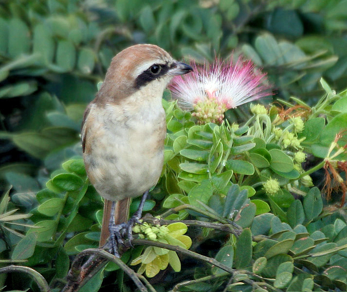 File:Brown Shrike I IMG 7902.jpg