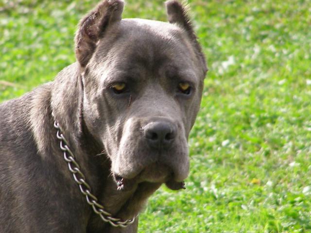 File:CaneCorso.jpg