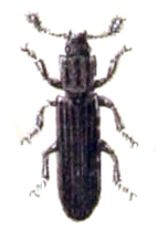 File:Colydium.elongatum.-.calwer.14.30.jpg