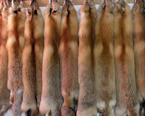 File:Fur redfox.jpg