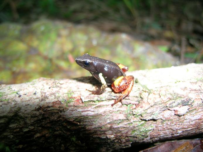 File:Mantella bernhardi 01.jpg