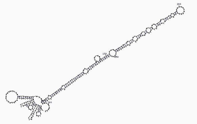 File:Microrna secondary structure.png