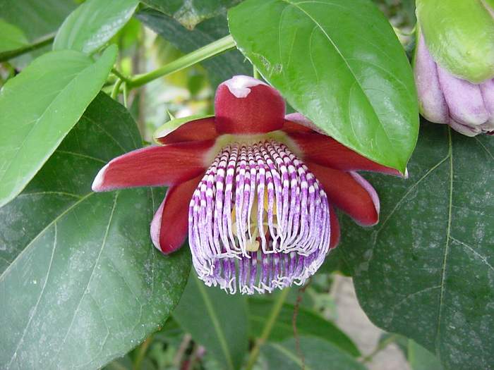 Файл:Passiflora alata1MTFL.jpg