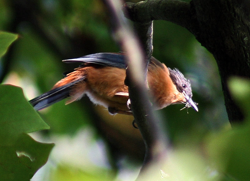 File:Rufous Sibia I IMG 3990.jpg