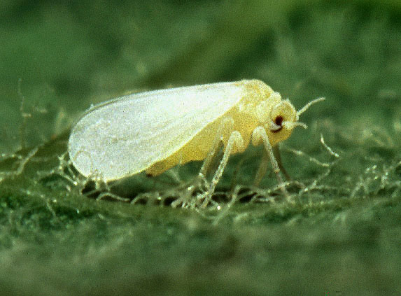 File:Silverleaf whitefly.jpg