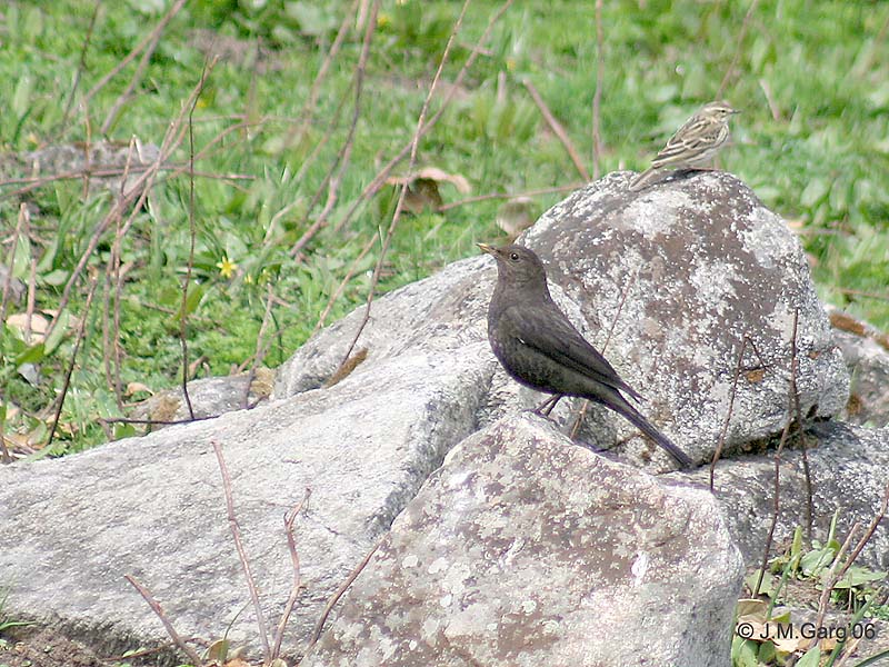 File:Tibetan Blackbird (Turdus maximus) 1.jpg