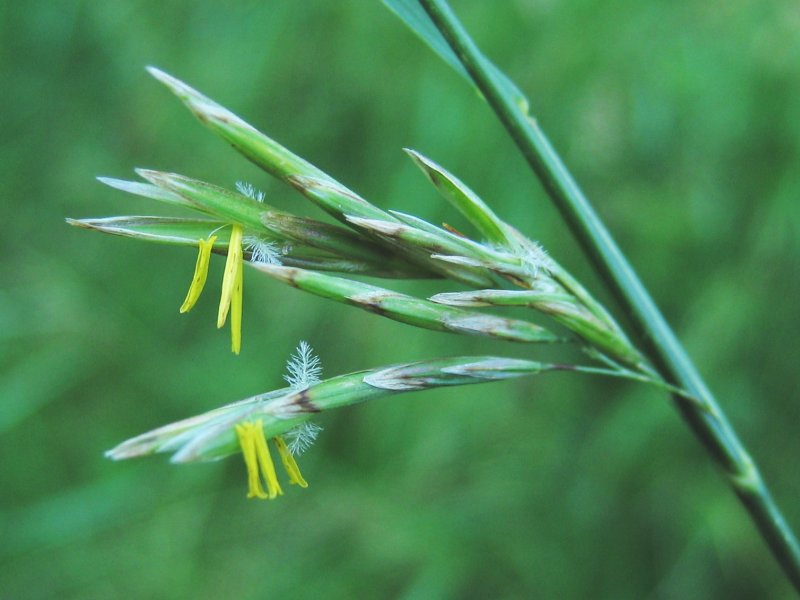 Файл:Bromus inermis detail.jpeg