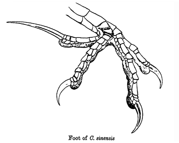 Файл:CentropusFoot.png