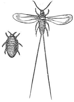 Archivo:Cochineal drawing.jpg