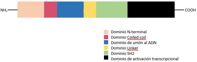 Archivo:Dominio de las proteínas STATs.png