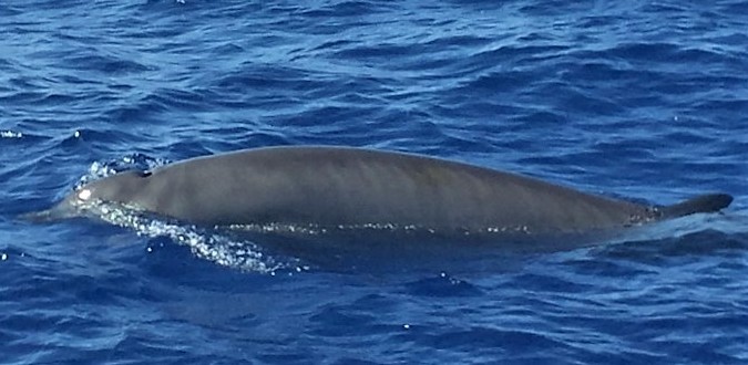 File:Gervais' Beaked Whale (cropped).jpg