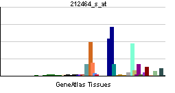 File:PBB GE FN1 212464 s at tn.png