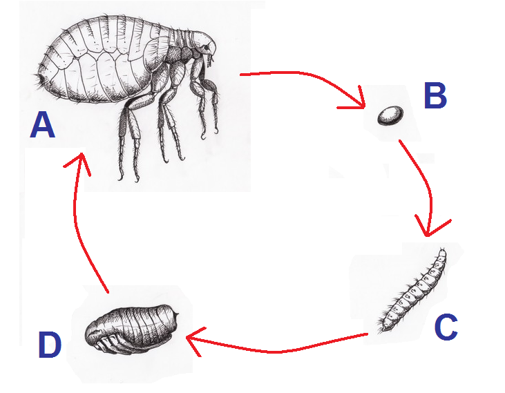 Файл:Pulex irritans.Emberbolha cycle.png