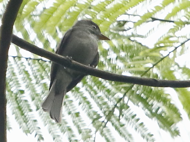 Archivo:Contopus nigrescens - Blackish pewee.JPG