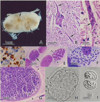 File:Equine Protozoal Myeloencephalitis.jpg