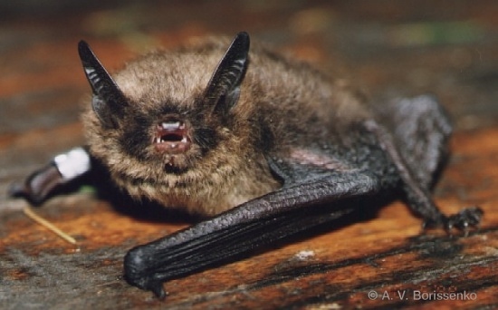 Файл:Myotis brandti.jpg