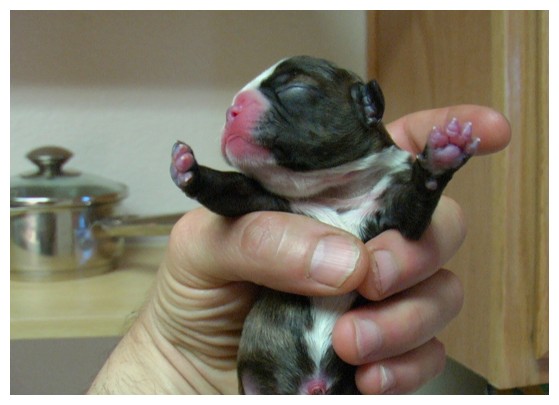 File:Newborn Boston Terrier puppy (November 2006).jpg