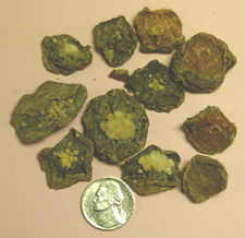 File:Peyote buttons seized by Arcata CA Police.jpg