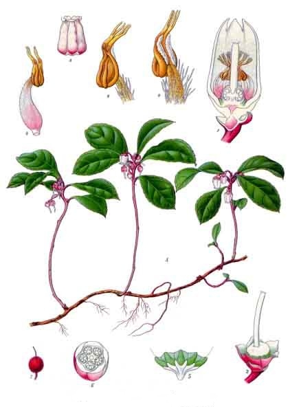 File:Gaultheria procumbens - Köhler–s Medizinal-Pflanzen-064.jpg