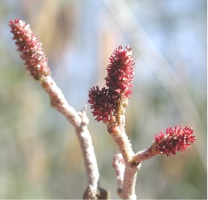 File:Alder female 8519.JPG