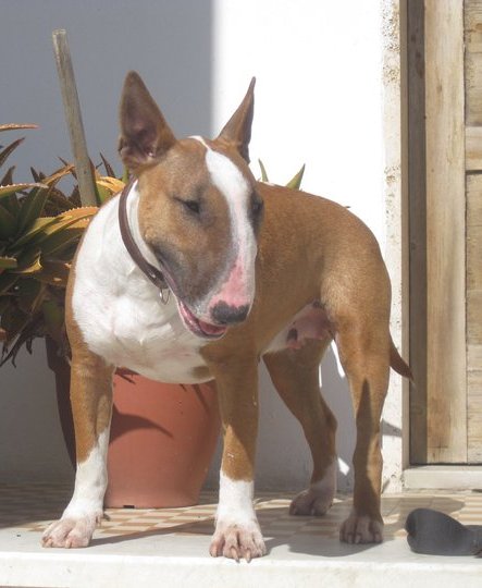 Archivo:Bull terrier female.jpg