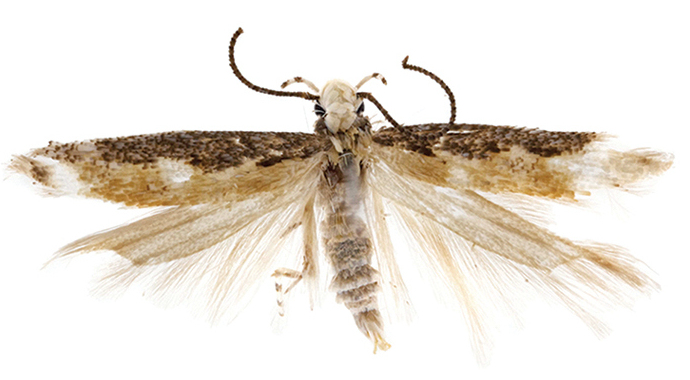 File:Neopalpa donaldtrumpi adult male, Imperial County, California.jpg